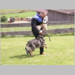 Dingo bei der Belastung.JPG